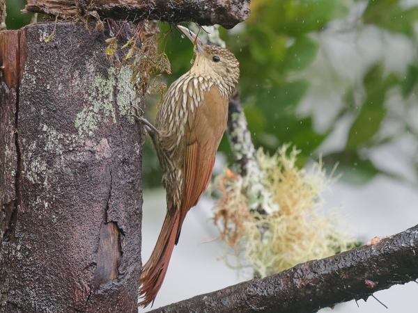 <h3><a href="/trips/costa-rica/biota/animalia/chordata/aves/040 passeriformes/004 furnariidae/lepidocolaptes affinis/lepidocolaptes affinis-nl.html">Lepidocolaptes&nbsp;affinis</a> / Spot‑crowned&nbsp;woodcreeper / Vlekkruinmuisspecht</h3>OM-1 Mark II met OLYMPUS M.150-400mm F4.5, 1/2000 sec  bij F4.5, ISO 10000, afstand 6.29&nbsp;m